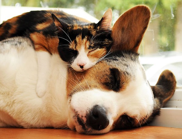 Khi chó với mèo... ôm nhau ngủ 2
