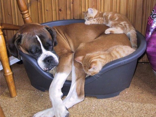 Khi chó với mèo... ôm nhau ngủ 3