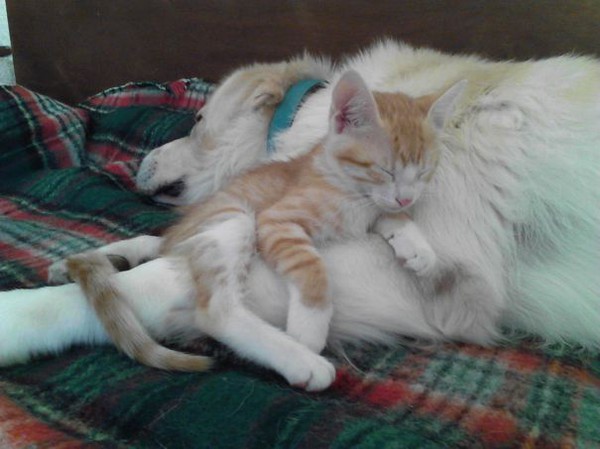 Khi chó với mèo... ôm nhau ngủ 4