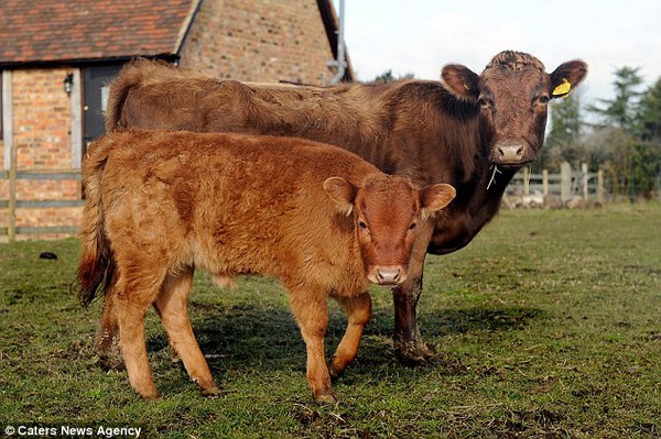 Bò cái gây sốc cho chủ nhân vì sinh con trên trang trại không hề nuôi bò đực 1