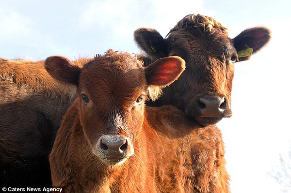 Bò cái gây sốc cho chủ nhân vì sinh con trên trang trại không hề nuôi bò đực 3