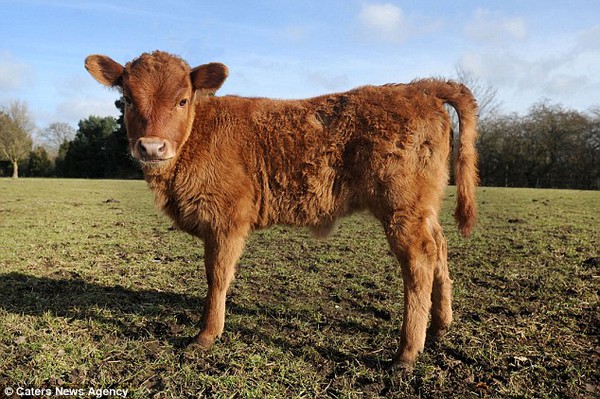 Bò cái gây sốc cho chủ nhân vì sinh con trên trang trại không hề nuôi bò đực 4