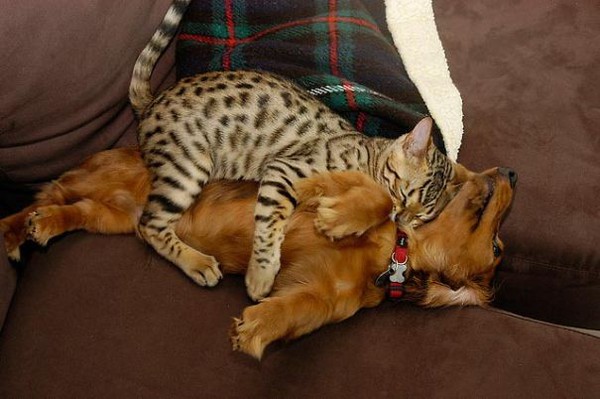 Khi chó với mèo... ôm nhau ngủ 6