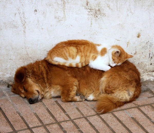 Khi chó với mèo... ôm nhau ngủ 7