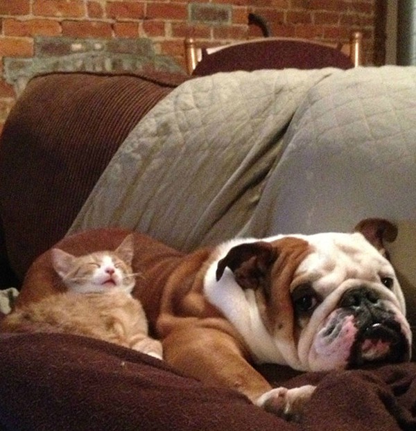 Khi Chó Với Mèo... Ôm Nhau Ngủ