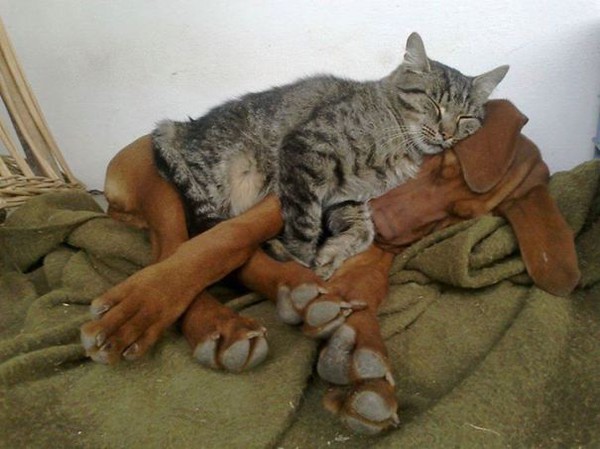Khi chó với mèo... ôm nhau ngủ 11