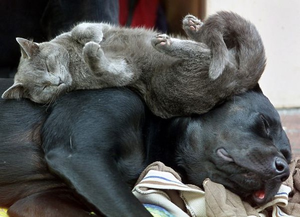 Khi chó với mèo... ôm nhau ngủ 13
