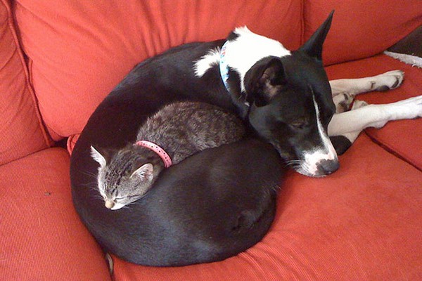 Khi chó với mèo... ôm nhau ngủ 15