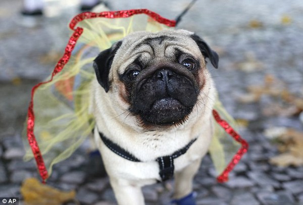 Lễ hội Carnival cho chó ở Brazil 4 Lễ hội Carnival cho chó ở Brazil 4
