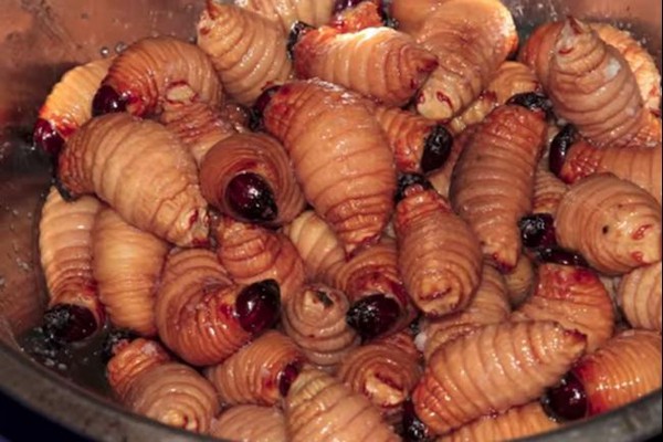 5 món ăn từ côn trùng nhìn đã thấy rùng mình của người Mỹ Latin  1