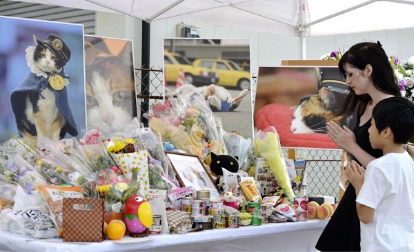 Nhật Bản: Cô mèo trưởng ga tàu qua đời, người dân thắp hương tiếc thương vô hạn