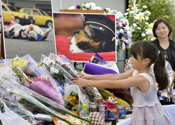 Nhật Bản: Cô mèo trưởng ga tàu qua đời, người dân thắp hương tiếc thương vô hạn