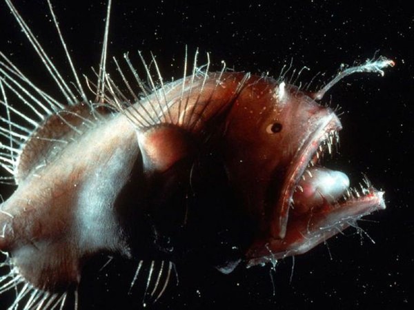 7 loài sinh vật kì dị nhất đại dương.