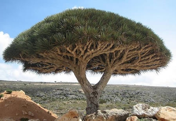 Những loài cây kì lạ nhất hành tinh