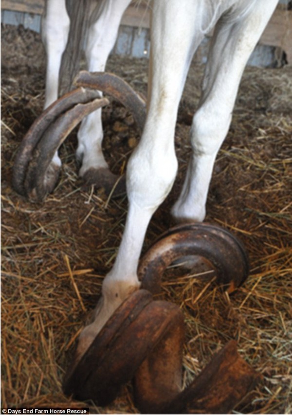 Choáng với bộ móng dài gần 1m của hai con ngựa bị bỏ quên suốt 15 năm