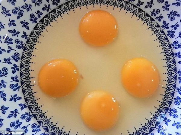 Quả trứng gà có tận tới 4 lòng đỏ