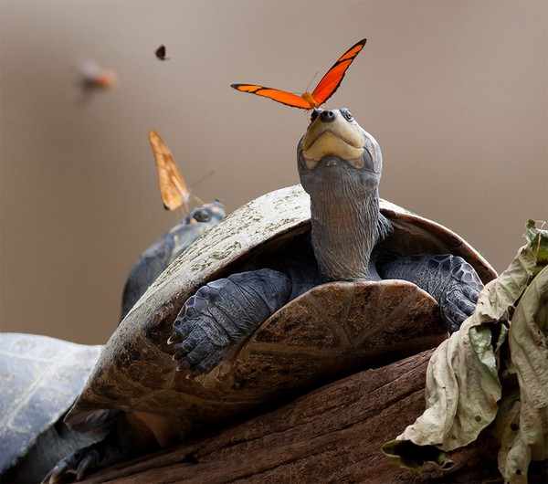 Cận cảnh đàn bướm uống nước mắt rùa để giải khát