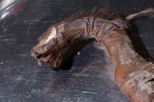 Hình ảnh khó tin về xác ướp chó suốt hơn 12.000 năm vẫn còn nguyên vẹn