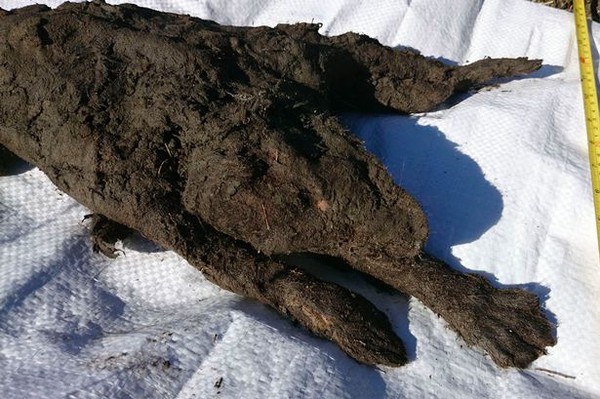 Hình ảnh khó tin về xác ướp chó suốt hơn 12.000 năm vẫn còn nguyên vẹn