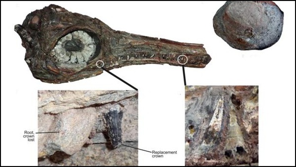 Bất ngờ phát hiện hóa thạch của loài bò sát biển có 4 lỗ mũi