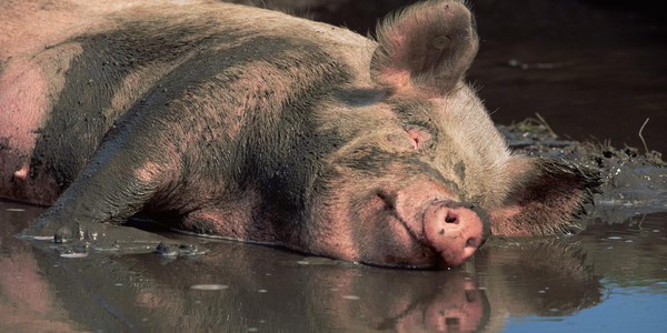Khám phá những sự thật khó tin của loài lợn