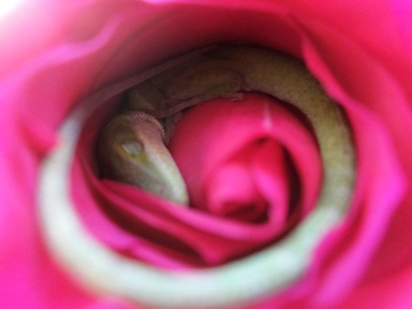 Chú thằn lằn cute vô đối khi ngủ trong lòng bông hoa hồng