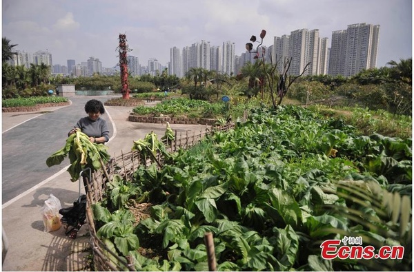 Trang trại "mọc" trên nóc nhà máy ở Trung Quốc 2