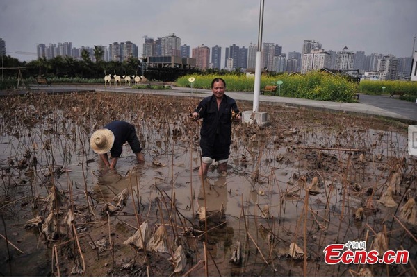 Trang trại "mọc" trên nóc nhà máy ở Trung Quốc 3