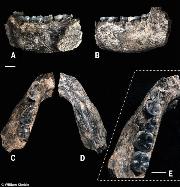 Phát hiện xương hàm hóa thạch của người có niên đại 2,8 triệu năm 1