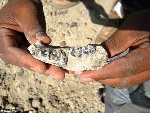 Phát hiện xương hàm hóa thạch của người có niên đại 2,8 triệu năm 2