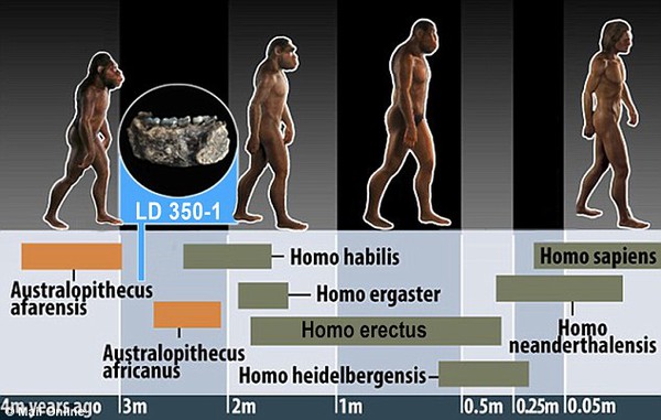 Phát hiện xương hàm hóa thạch của người có niên đại 2,8 triệu năm 3