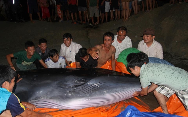 Giải cứu cá voi 2 tấn mắc cạn gần đường Tình Yêu trên đảo Cô Tô 1