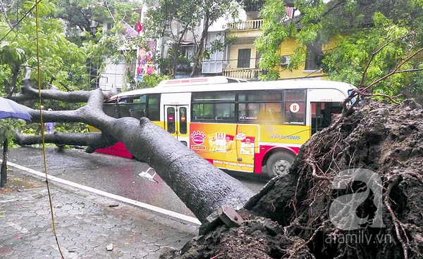 Hà Nội: Mưa lớn, cây đổ đè bẹp một xe buýt đang chạy 1