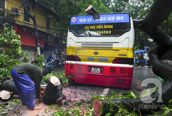 Hà Nội: Mưa lớn, cây đổ đè bẹp một xe buýt đang chạy 2