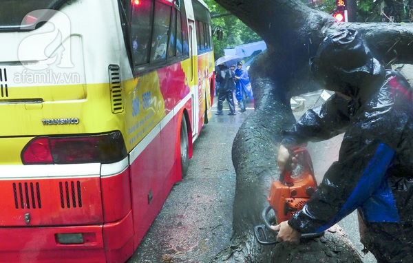 Hà Nội: Mưa lớn, cây đổ đè bẹp một xe buýt đang chạy 5