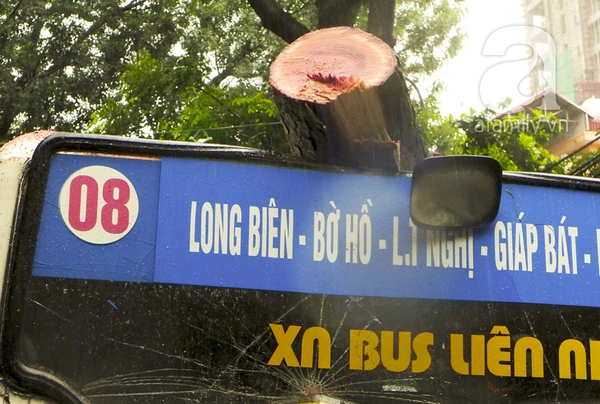 Hà Nội: Mưa lớn, cây đổ đè bẹp một xe buýt đang chạy 3