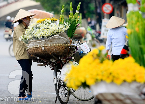 Về Tây Hồ xem vườn cúc họa mi đẹp nao lòng 24