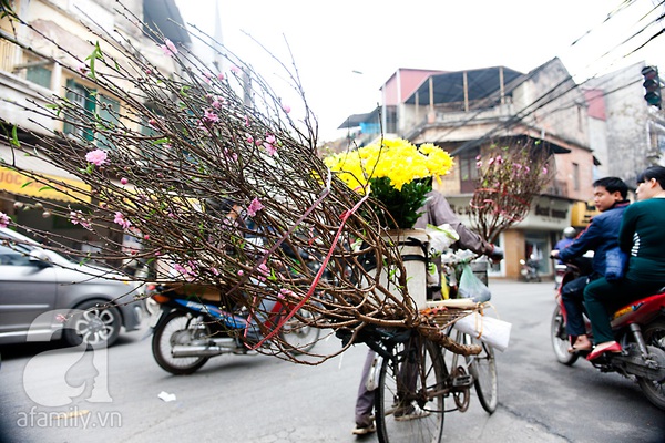 Hà Nội: Hoa đào nhộn nhịp xuống phố trong giá lạnh 8