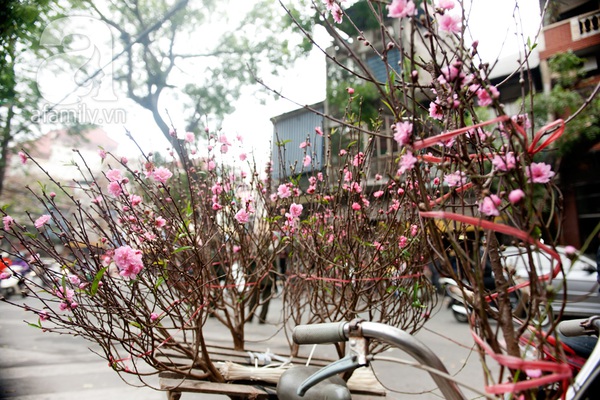 Hà Nội: Hoa đào nhộn nhịp xuống phố trong giá lạnh 20