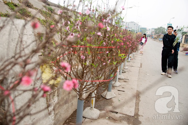Hà Nội: Hoa đào nhộn nhịp xuống phố trong giá lạnh 1