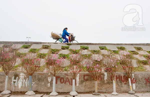 Hà Nội: Hoa đào nhộn nhịp xuống phố trong giá lạnh 23