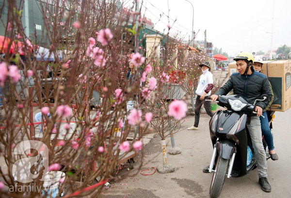 Hà Nội: Hoa đào nhộn nhịp xuống phố trong giá lạnh 4