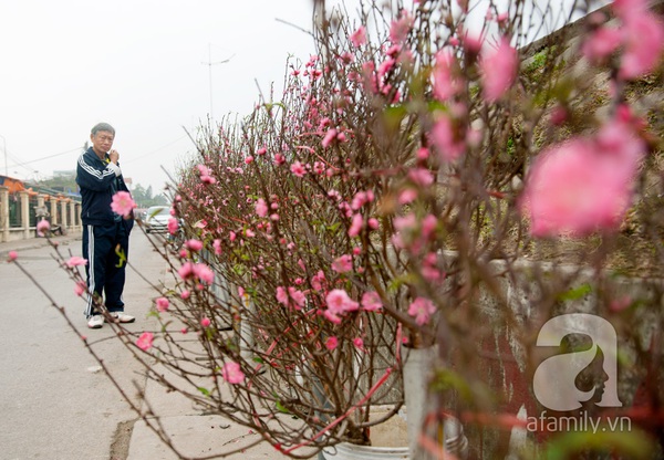 Hà Nội: Hoa đào nhộn nhịp xuống phố trong giá lạnh 2