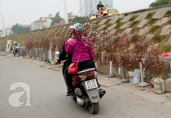 Hà Nội: Hoa đào nhộn nhịp xuống phố trong giá lạnh 5