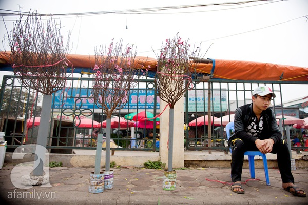 Hà Nội: Hoa đào nhộn nhịp xuống phố trong giá lạnh 6