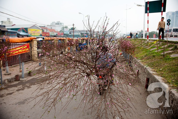 Hà Nội: Hoa đào nhộn nhịp xuống phố trong giá lạnh 16