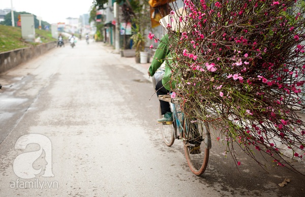 Hà Nội: Hoa đào nhộn nhịp xuống phố trong giá lạnh 7