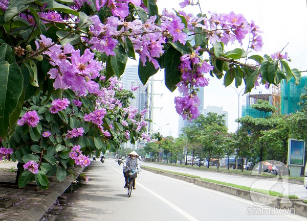 Bằng lăng tím - dấu ấn bâng khuâng của mùa hè Hà Nội 7