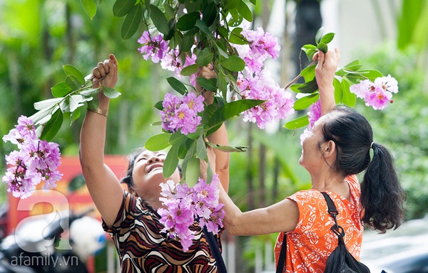 Bằng lăng tím - dấu ấn bâng khuâng của mùa hè Hà Nội 10