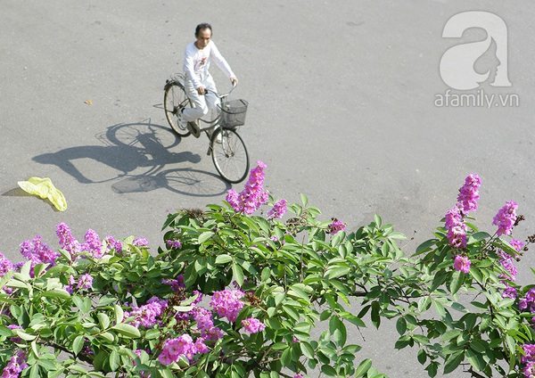 Bằng lăng tím - dấu ấn bâng khuâng của mùa hè Hà Nội 17